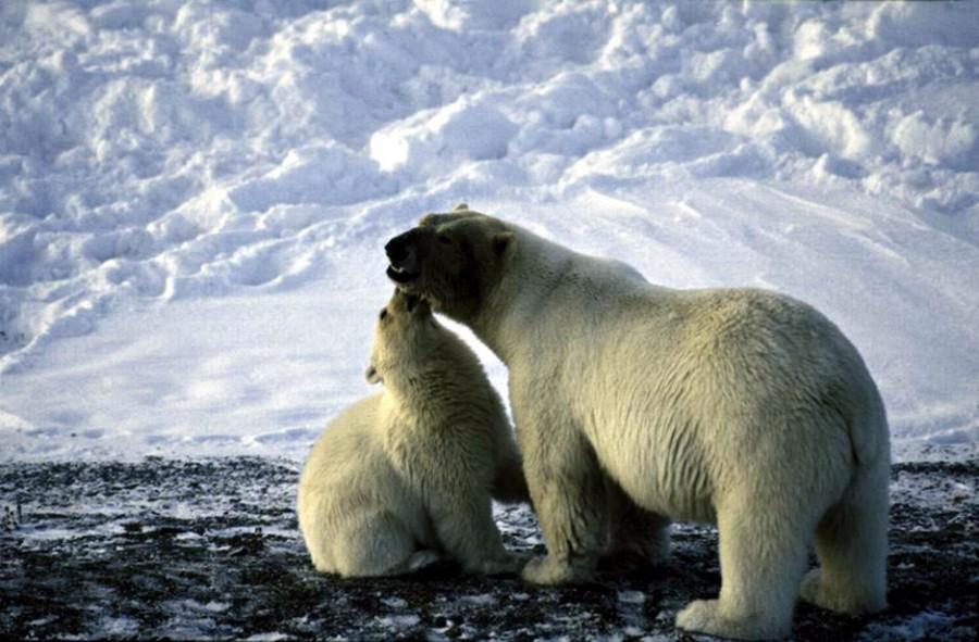 Arctic Oil Drilling Threatens the Lives of Polar Bears