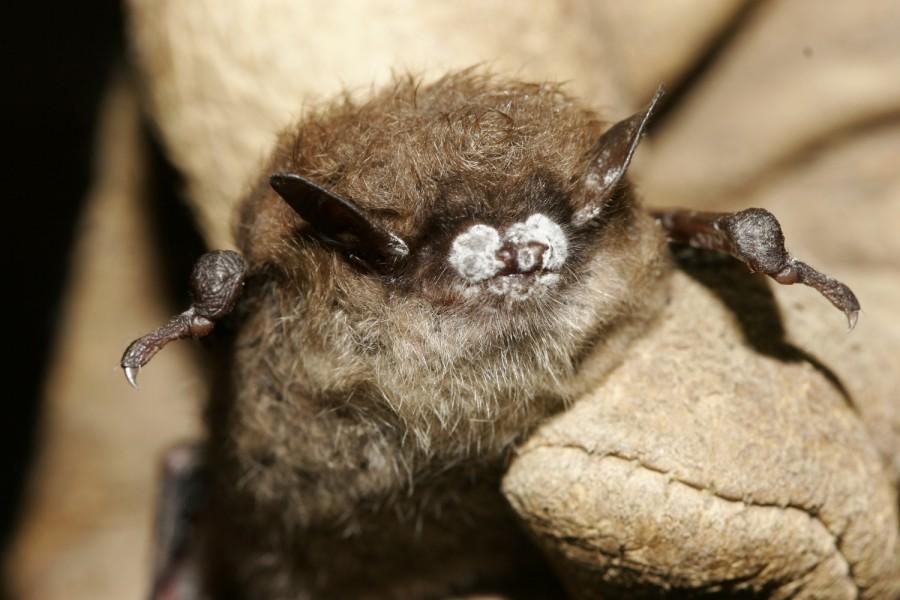 White Nose Fungus Kills Over One Million Bats
