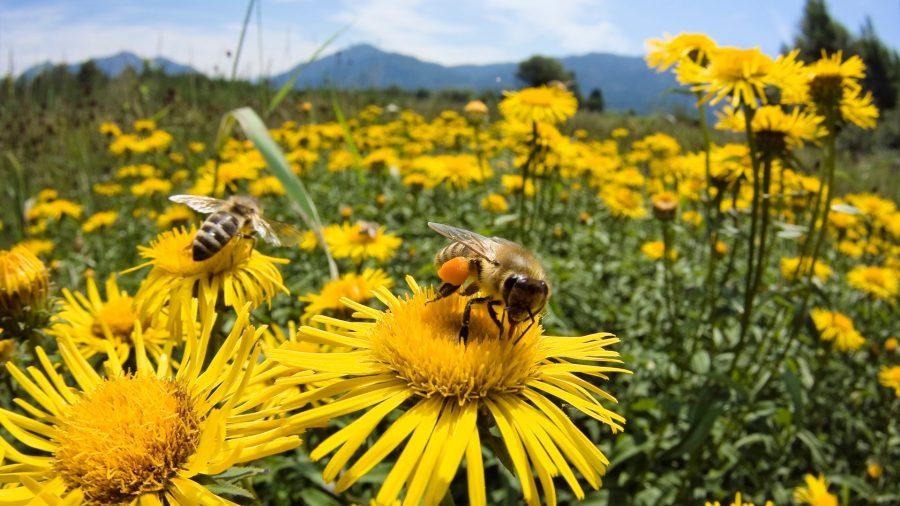 We need to understand the integral role of bees in society
