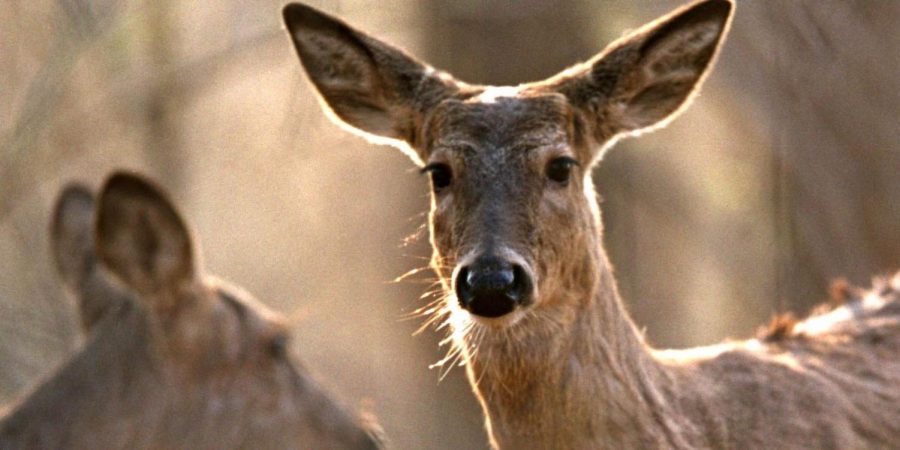 Deer Zombies infecting over 24 states but, America has nothing to worry about