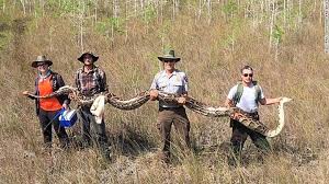 17-foot long Burmese python breaks world record