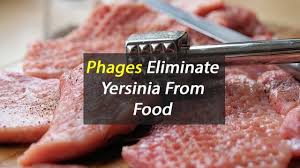 Phages eliminate yersinia enterocolitica from food