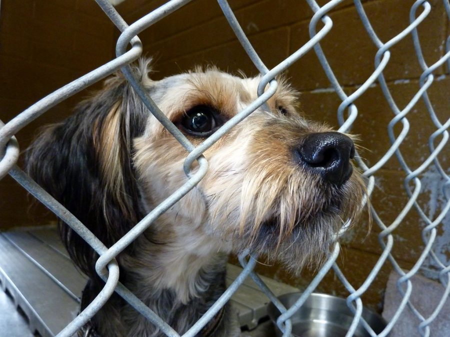 Adopt+a+pet+today%21+Animal+shelters+deserve+more+attention